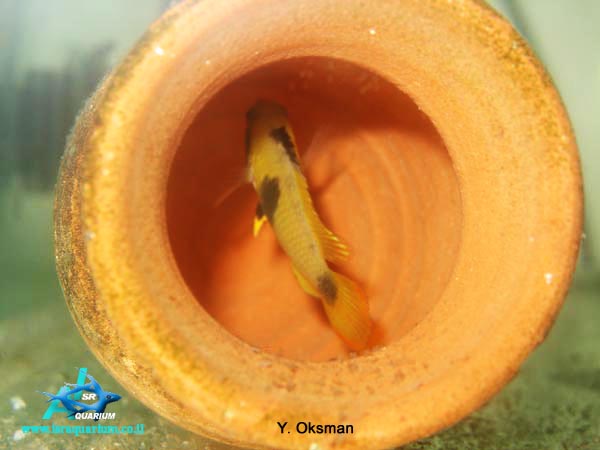 www.israquarium.co.il